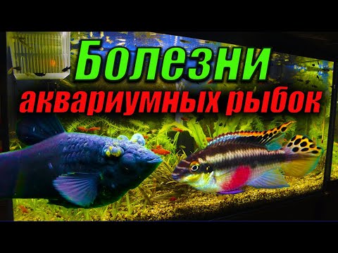 Видео: Болезни аквариумных рыбок! Профилактика в аквариуме!