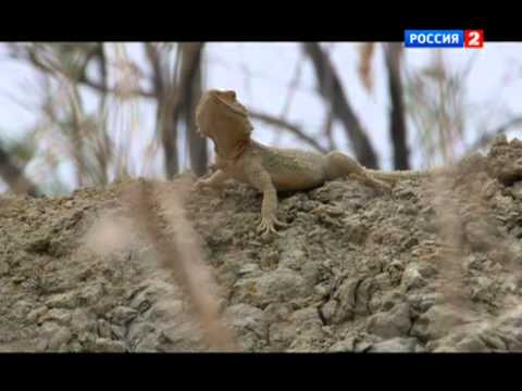 Видео: Диалоги о рыбалке 2013. Азербайджан Часть 2. Вобла.