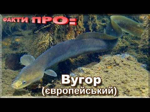 Видео: ВУГОР | ЦІКАВІ ФАКТИ ПРО: ВУГРА!  Де живе і як ловити?