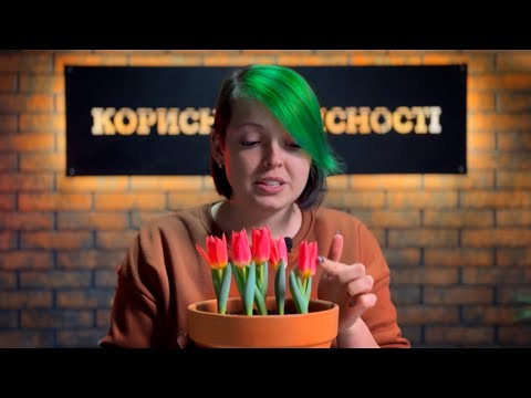 Видео: Вирощування тюльпанів на підвіконні. Тюльпани в горщику. Все що потрібно знати.
