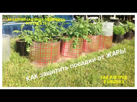 Видео: КАК защитить посадки от ЖАРЫ. Огород в МЕШКАХ. Академия САДОВОДА-МЕШОЧНИКА. Встреча №26.