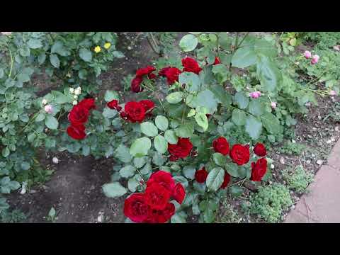 Видео: Корнесобственные и привитые розы - как растут у меня на участке, в чем отличие