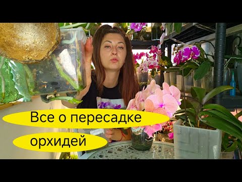 Видео: Не ПЕРЕСАЖИВАЙ орхидею ПОКА НЕ ПОСМОТРИШЬ ЭТО ВИДЕО! Как выбрать ГРУНТ!