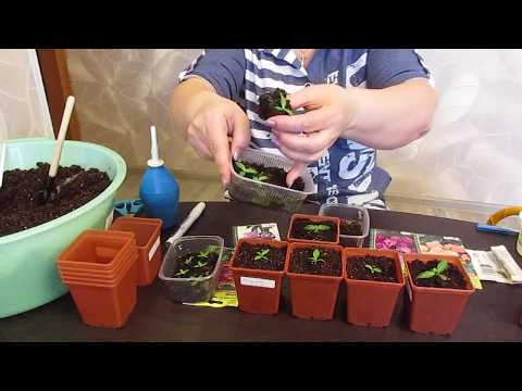 Видео: Мастер класс по пересадке Эустомы.27.02.2020