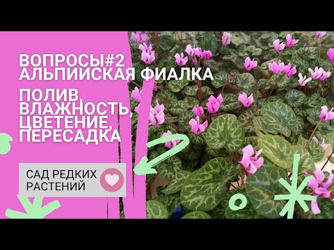 Видео: Альпийская фиалка #2 Полив, влажность, цветение, пересадка. Часто задаваемые вопросы.