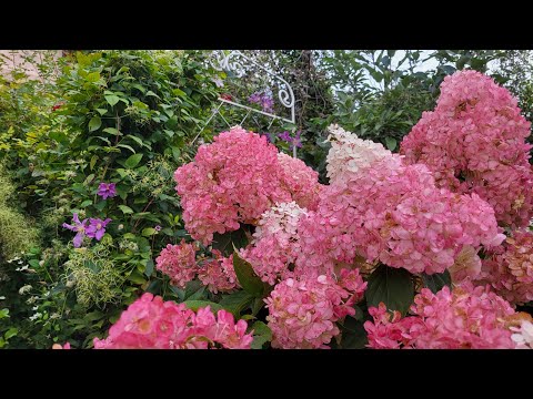 Видео: Завершение сезона. Осенний сад. Готовим растения к зиме.