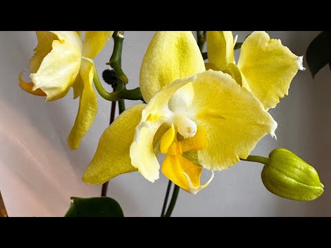 Видео: Орхидеи 05.10.2025. Время цветоносов, в предвкушении 😃