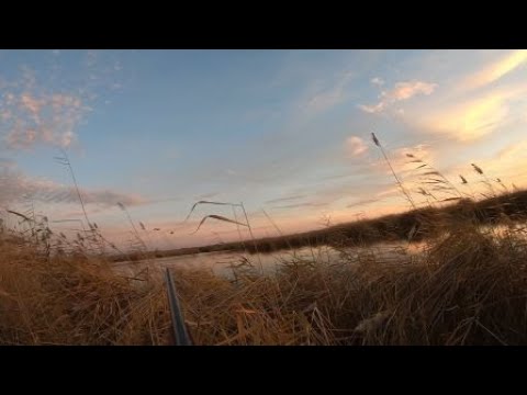 Видео: охота на утку с чучелами с ИЖ 27 16-17 октября 2023