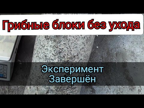 Видео: Грибные Блоки. Эксперимент Завершен. Рентабельность. Ответы на Вопросы. / Вешенка