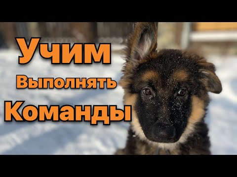 Видео: Как научить щенка немецкой овчарки выполнять команды