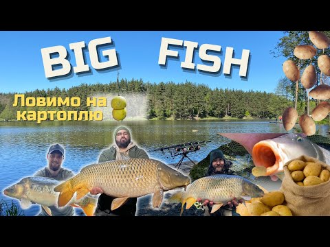 Видео: Ловля карпа на картошку! | BIG FISH | Флет весною | Озеро Трофейне. 1 ЧАСТИНА