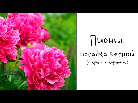 Видео: Пионы: посадка весной.