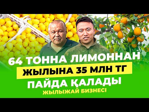 Видео: Төрт ұрпағыңа жететін Бизнес. Лимон өсіру технологиясы. |  Жылына 35 млн тг  ТАЗА пайда.