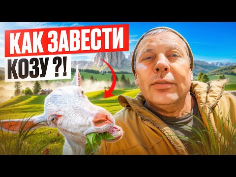 Видео: Как завести козу?🐐 Советы для начинающих: содержание, разведение, уход🌾🏠👍 #МоеПодворье