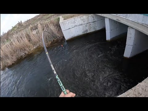 Видео: Вода кипит от рыбы. В этой речке полно рыбы.