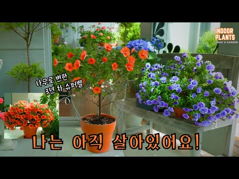 Видео: [4K] Million Bells, 3 года рекордного роста