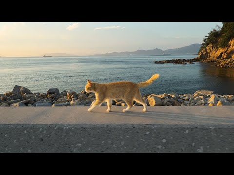Видео: Ночь на кошачьем острове в Японии в середине лета🐈☀️ | Остров Огидзима в Кагаве | АСМР