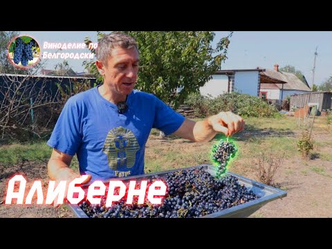 Видео: Алиберне! Мой самый дорогой виноград в жизни!