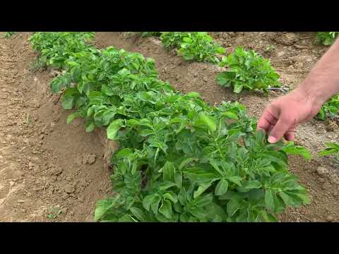 Видео: Картофель со Стартэко и без в сравнении