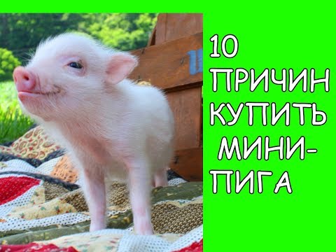 Видео: 10 ПРИЧИН КУПИТЬ МИНИ-ПИГА