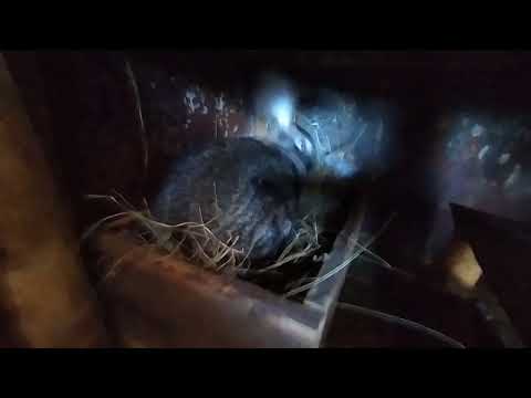 Видео: В чем проблема зажиревших ,неплодоносящих крольчих!!!