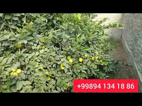 Видео: Иссикхонамизни 1-кават салафанини ёпдик