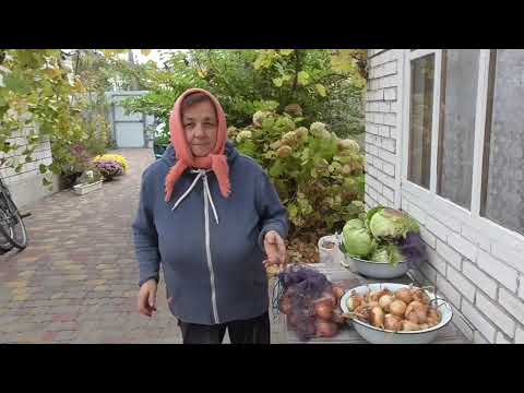 Видео: Робота не закінчується! Саджаємо, перебираємо, зрізаємо! Капуста, часник, цибуля, виноград і квіти!