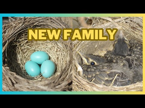 Видео: Birth of robin chicks in 2023.Народження пташенят малинівки у 2023 році.