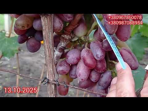 Видео: Виноград Попкорн , г.форма Остапенка,неперевершений смак!🍇
