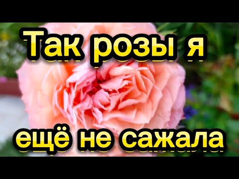 Видео: Сажаю розы, подкормила хризантемы 🌺