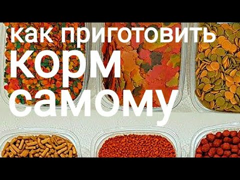 Видео: КОРМ КАША для аквариумных рыб, мой метод приготовления, кормление аквариумных рыбок