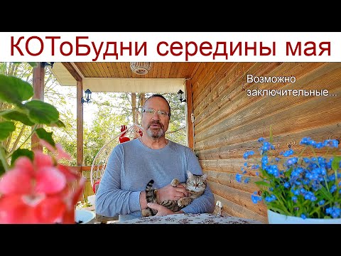 Видео: Как скрипач без пальцев или КОТоБудни середины мая и возможно последние... (13 - 21.05.2025г)