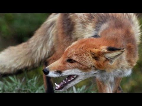 Видео: 3  ответ дядя рамазана купили сионисты /