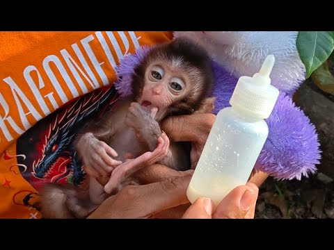 Видео: ВОТ ЧТО ПРОИСХОДИТ, КОГДА ОБЕЗЬЯНКА ВЫПИВАЕТ 40 МЛ МОЛОКА!!!