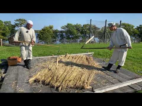 Видео: Обмолот зерна