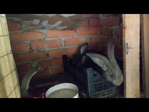Видео: Кролики Ризен цены
