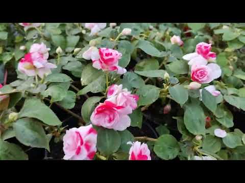 Видео: Бальзамин махровый вегетативный. 🤗