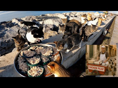 Видео: Я купил всю еду с тележки уличного торговца для бездомных кошек.