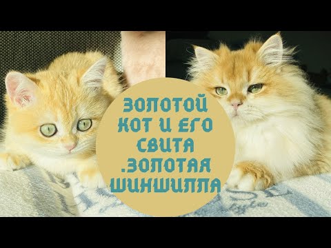 Видео: 🔴😻🌞ЗОЛОТОЙ КОТ АПОЛЛОН🌞СВИТА ЗОЛОТЫХ КОШЕК🧡GOLDEN KITTENS🙀