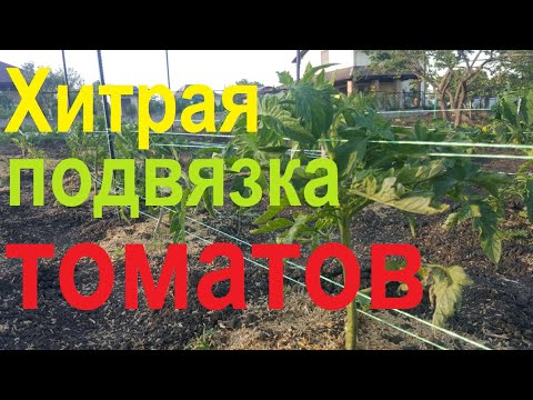 Видео: #65 Хитрый способ подвязки томатов.