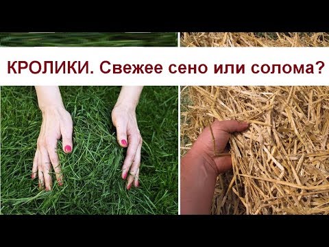 Видео: Какую траву давать кроликам?