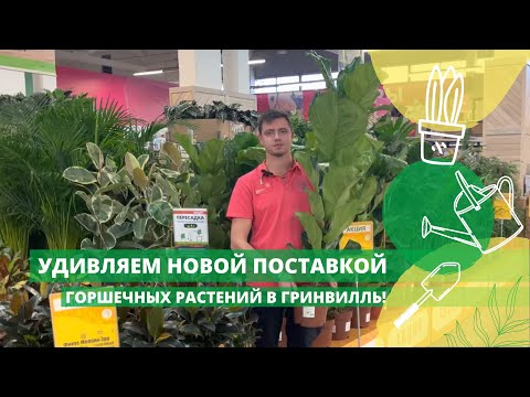 Видео: Удивляем новой поставкой горшечных растений в Гринвилль!