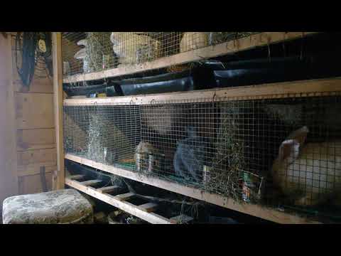 Видео: Почему гибнут крольчихи после родов и три золотых правила кроликовода.#Гибелькрольчихпослеродов.