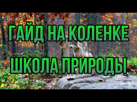 Видео: ШКОЛА ПРИРОДЫ: ГАЙД НА КОЛЕНКЕ