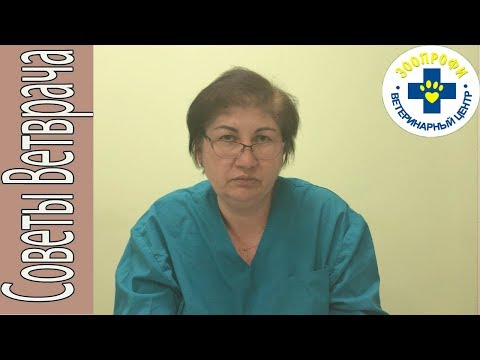 Видео: ПРОСТАТИТ У КОБЕЛЕЙ. КАК ОПРЕДЕЛИТЬ И ЧТО ДЕЛАТЬ?