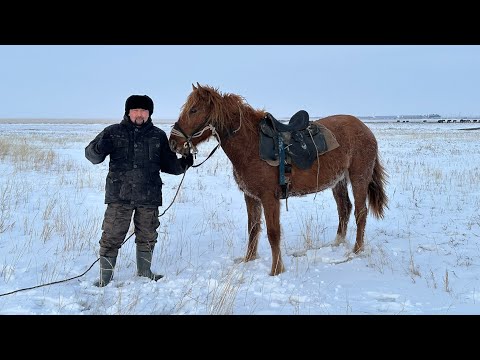 Видео: #жылқы #ақмола #ауылдағыөмір Тұмарды үйреттік