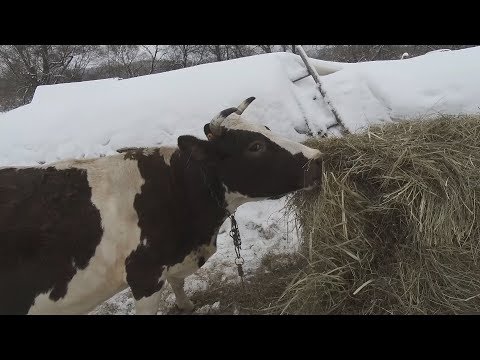 Видео: Как определить дату отёла и пол телёнка.