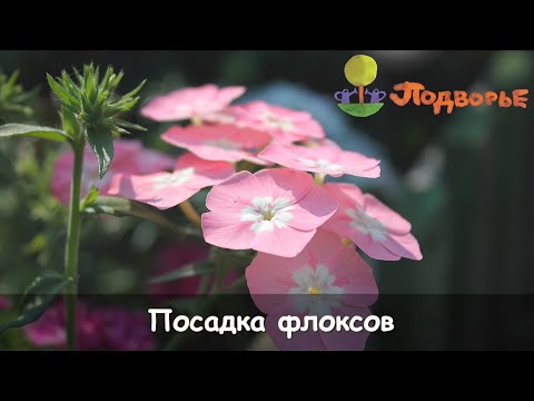 Видео: Посадка флоксов