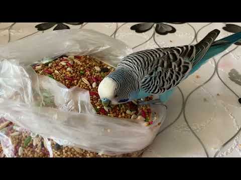 Видео: Попугайчик кушает🦜😍#попугайговорит #birds #попугай #budgies #parrot #birdslover