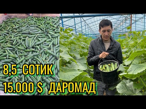 Видео: Иссикхонада бодиринг даромади